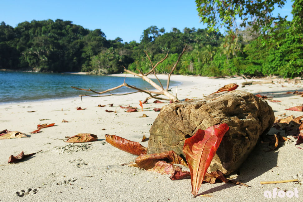 Manuel Antonio: Strandliv og pelikaner