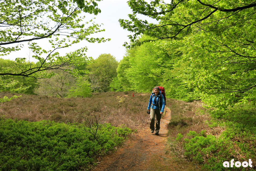 Vil du med en tur i skoven?